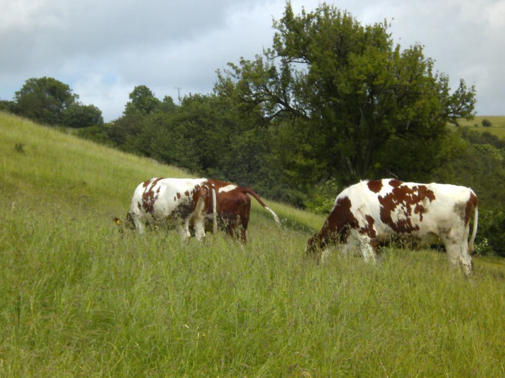 In Olsdorf Bettingen